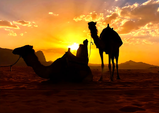 Camels, Wadi Rum, Jordan