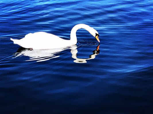 Swan Lake, London, UK