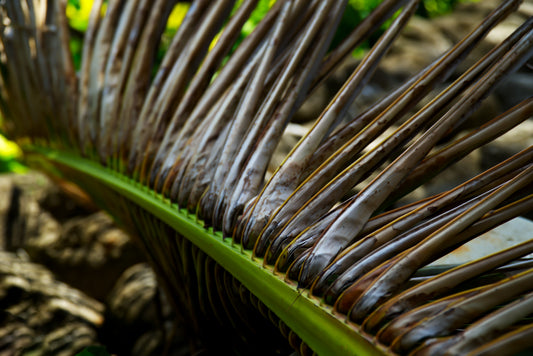 The Young Old Palm, Batanes, Philippines