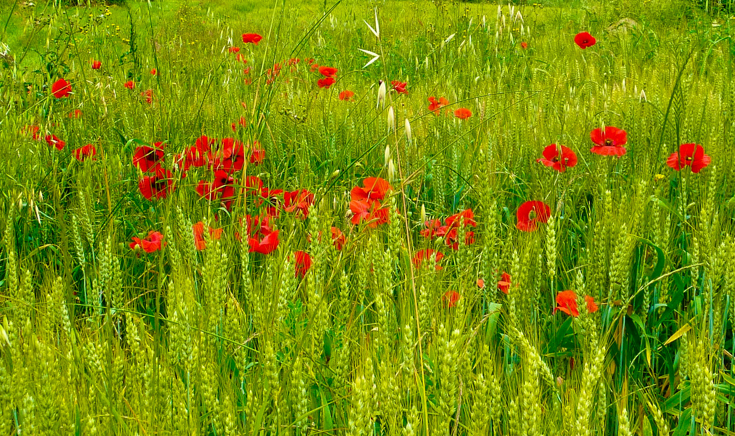 Tuscan Fields, Paterno, Italy