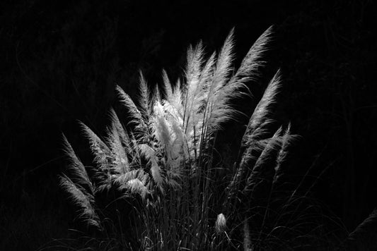 Wild Beauty, San Diego, USA