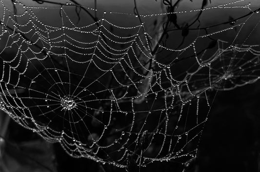 Morning Dew, Paulinskill Viaduct, USA