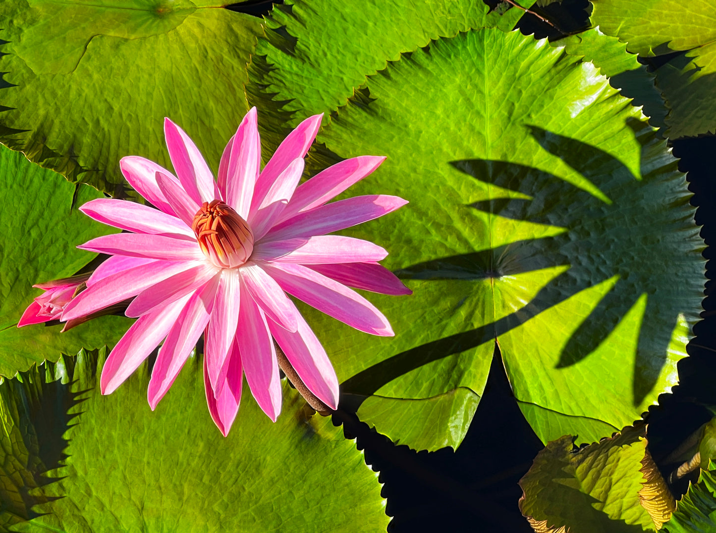 Water Lily, Tahiti, French Polynesia